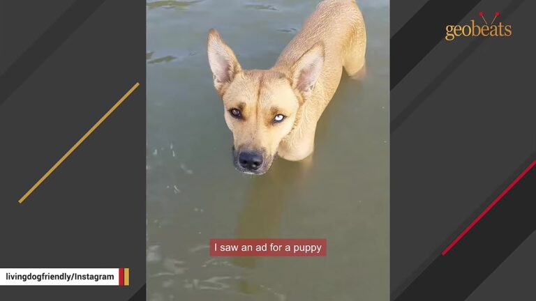Texas Dog Ozzie Went To The Vet For A Limp, But The X-Rays Revealed Something His Family Never Expected