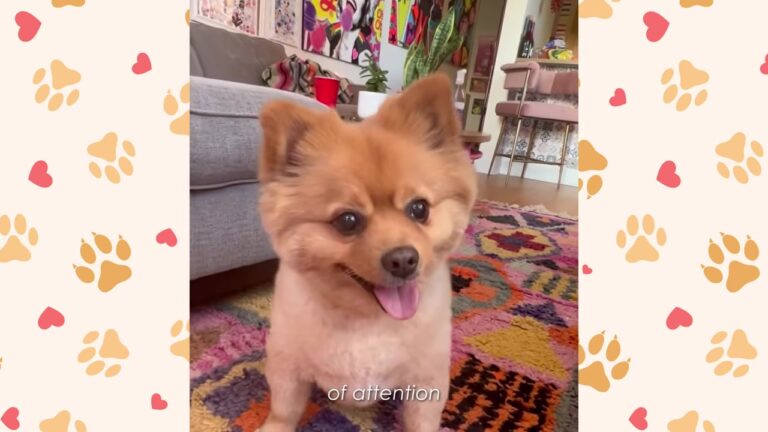 New York Dog Throws Himself On The Ground Every Day, And The Reason Why Melts Strangers’ Hearts