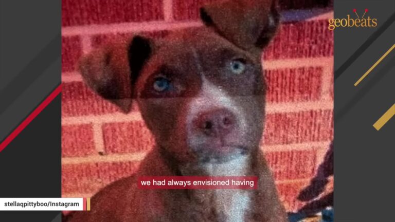 Abandoned Puppy Had A Scary Start In Massachusetts, But One Thing About Her Surprised Everyone