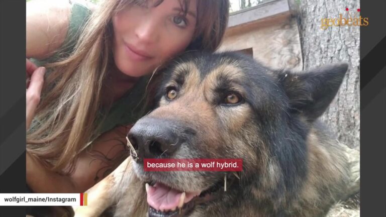 Maine Wolf Dog Lost His World Overnight, But A Special Sanctuary Uncovers The Gentle Giant Hiding Inside