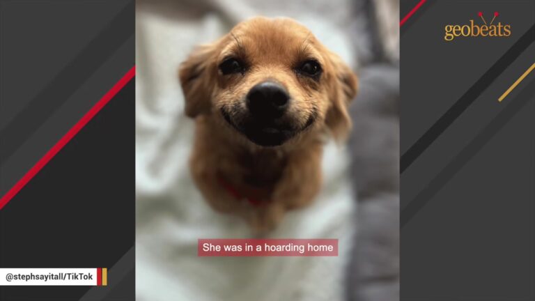 Minnesota Foster Mom Opens Her Home To A Pregnant Rescue Dog, But One Look Reveals A Heartbreaking Truth