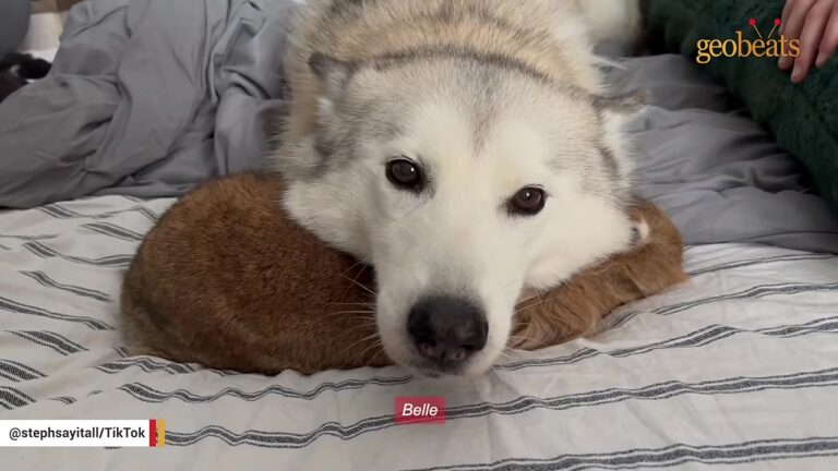 Pennsylvania Husky Found Protecting A Blind Chihuahua In A Blizzard Soon Reveals A Heartwarming Secret