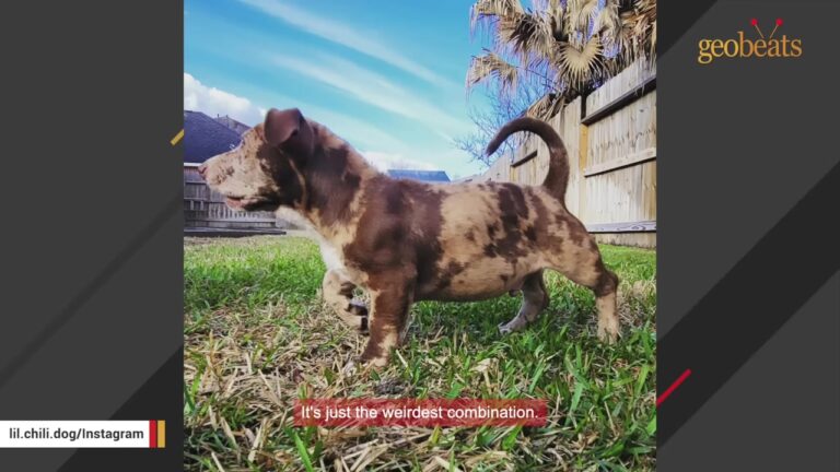 Texas Puppy Guarded His Chained Mother In An Abandoned House, But One Photo Changed His Fate
