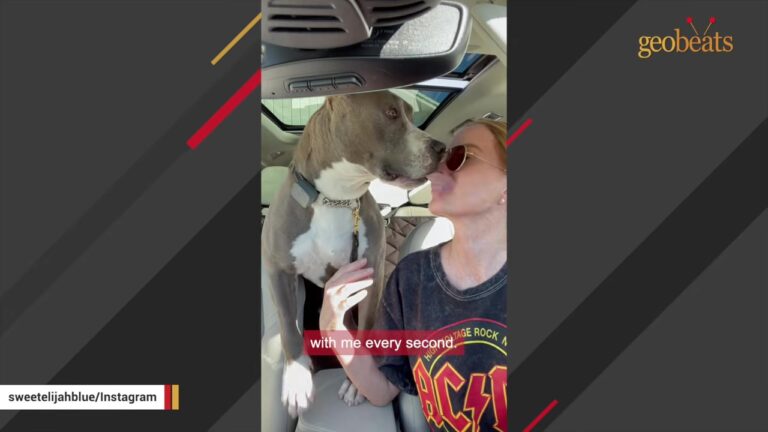 Florida Woman Gives A Cautious Rescue Dog Room To Adjust, And His Reaction To His Toys Says So Much