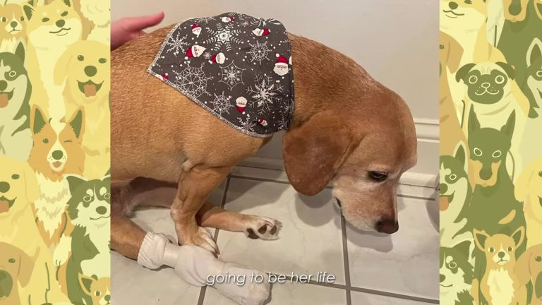 Adventurous California Dog Suddenly Loses Her Mobility, But Her Family Finds A Way To Keep Her Exploring