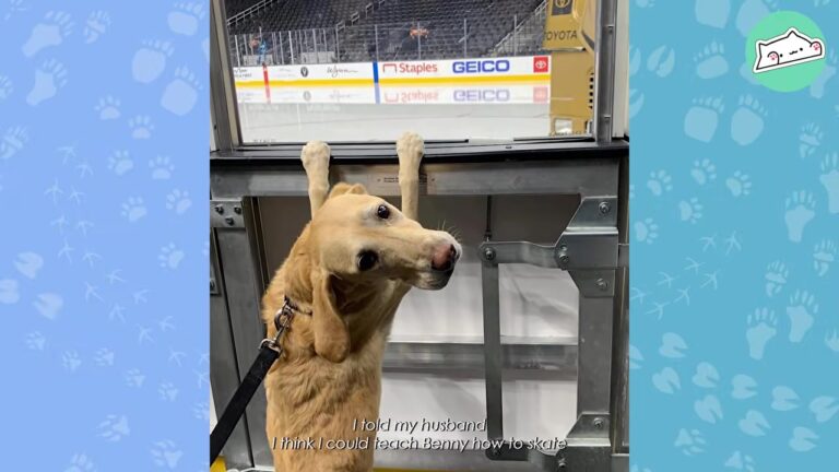Nevada Dog Spent Six Months In A Shelter Before Discovering An Incredible Hidden Talent On The Ice