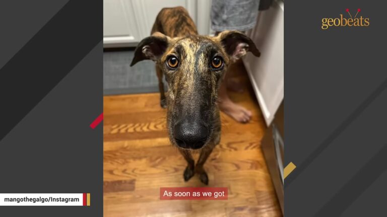 New York Couple Adopts A Train Station Stray And He Becomes The Exact Comfort Their Broken Hearts Needed
