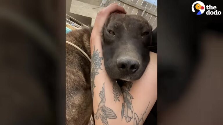 California Rescuer Notices Chained Dog Sitting Inside A Tiny Blue Bowl And Realizes She Needs More
