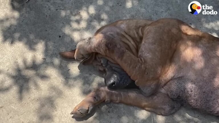 California Rescue Team Finds Two Giant Dogs Left Outside, And A Microchip Scan Reveals Their Heartbreaking Past