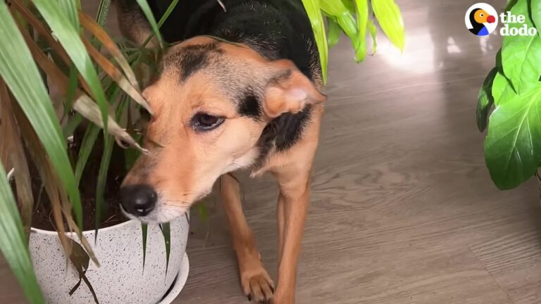 Woman Moves Her Rescue Dog From Costa Rica To California, Then Notices Her Strange New Routine