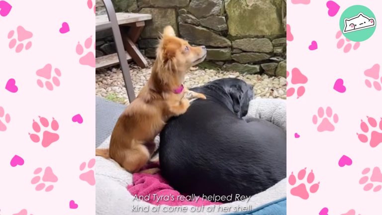 Tiny Virginia Dog Struggles To Walk Like Other Puppies Until Her Foster Mom Finds A Way To Help