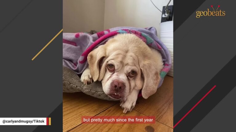 New York Family Adopts A Tiny White Puppy, But His Unique Transformation Leaves Everyone Stunned