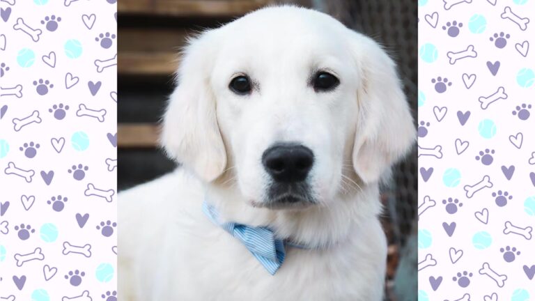 Texas Woman Battling Scary Health Episodes Finds A Lifeline In A Dog With A Rare Natural Gift