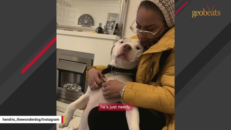 Georgia Dog Was Hours Away From The End Until One Woman Saw His Bewildered Face Online