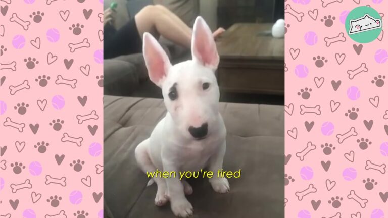 Texas Dog Titan Has One Very Specific Mealtime Demand That Leaves His Family Laughing