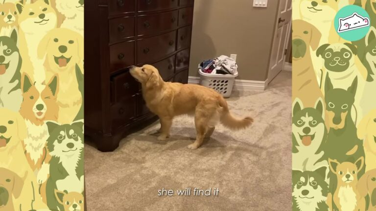 Arizona Family Sees Their Dog Staring At A Hotel Room Closet And Realizes She Has A Game In Mind