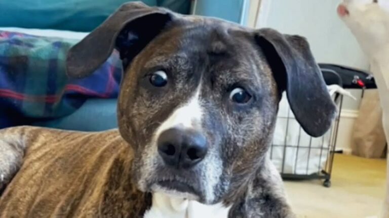California Family Takes In A Temporary Foster Dog, But Three Surgeries Reveal Just How Much She Was Meant To Stay