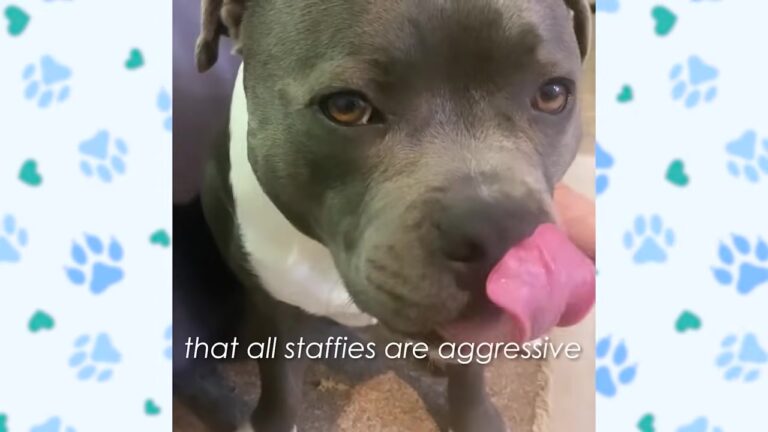California Dog Looks Scary To Strangers, But His Hilarious Phobia Proves He Is Just A Gentle Giant