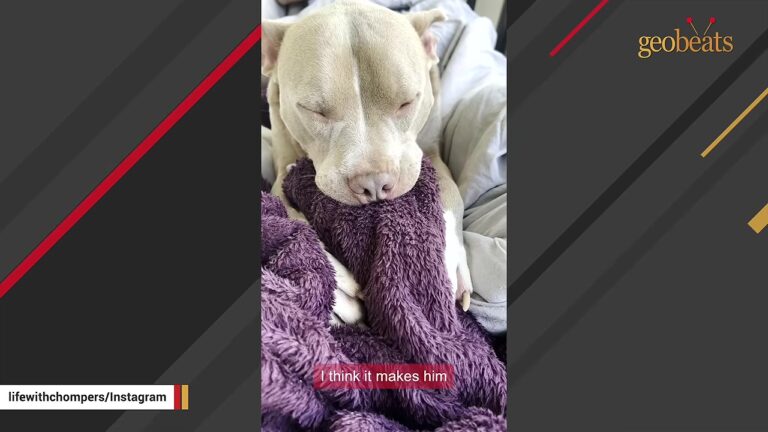 Heartbroken Deaf Georgia Puppy Kept Getting Returned To The Shelter By Families Who Couldn’t Handle His Needs