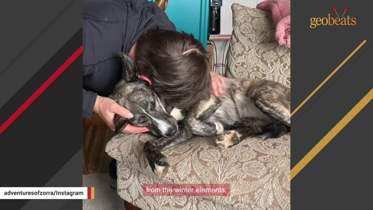 Washington Puppy Who Fought To Keep Her Seven Babies Warm Gets The Exact Life Her Heart Needed